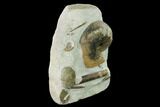 Fossil Nautilus (Cenoceras) With Belemnites - England #171259-2